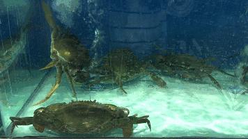 天津高端自助海鲜价位,天津顶级自助海鲜