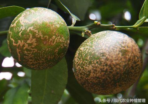 奥丰农技讲解,柑橘保果防病虫害方案