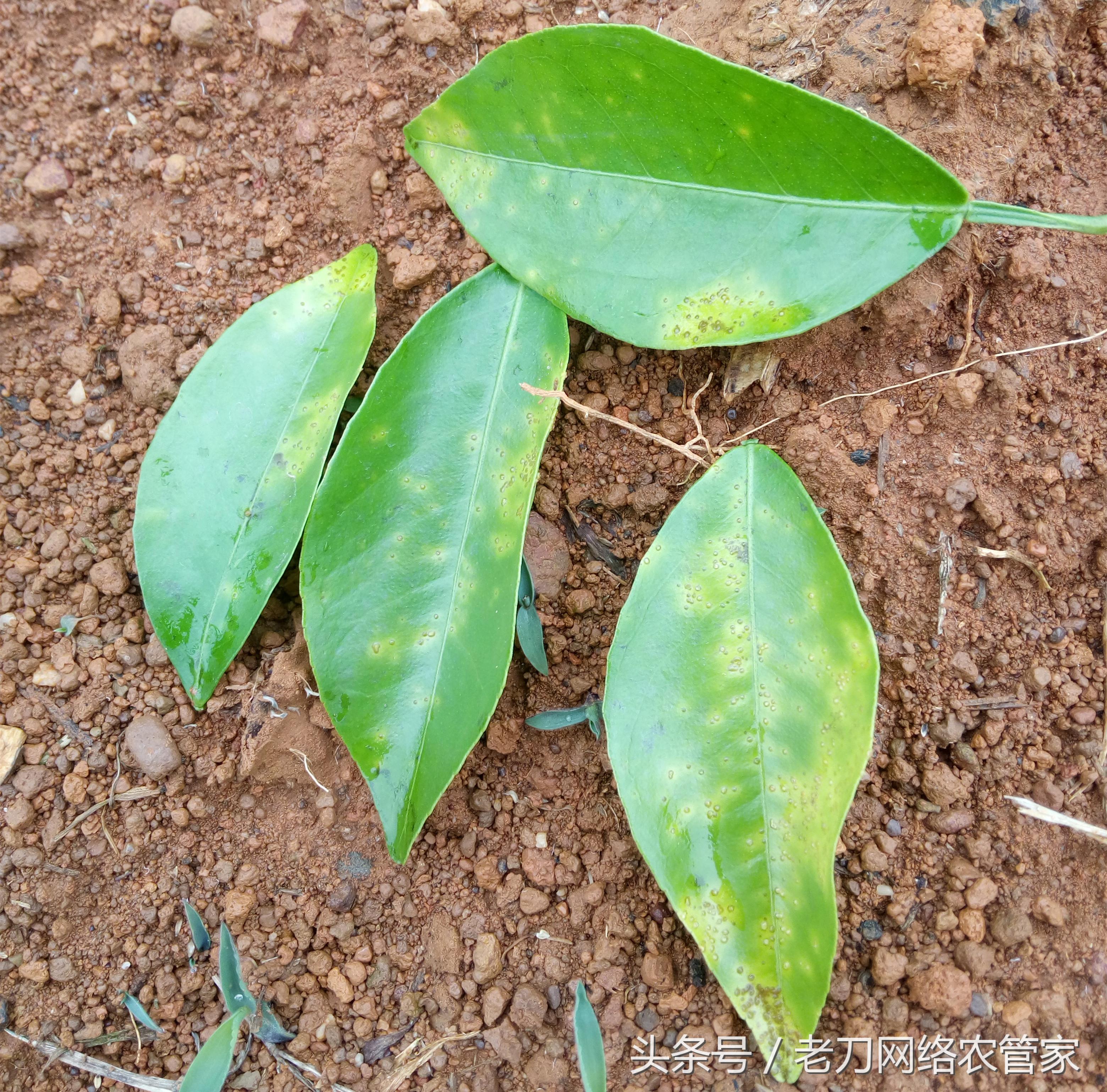 病害篇｜叶片上密密麻麻的小凸点，是什么？专家帮你解疑答惑