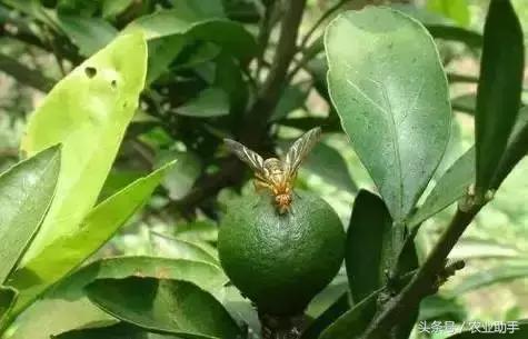 柑橘大实蝇在什么时候开始预防,农业农村局柑橘大实蝇防控方案
