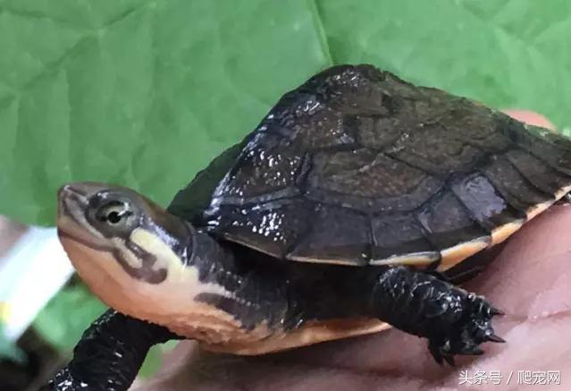 石金钱龟颜色及投资价值的关系