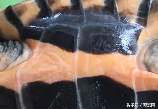 石金钱龟颜色及投资价值的关系