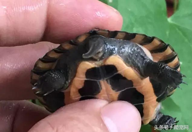 石金钱龟颜色及投资价值的关系