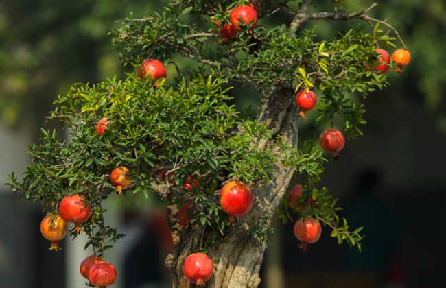石榴树的养殖方法与注意事项,石榴树挂满石榴