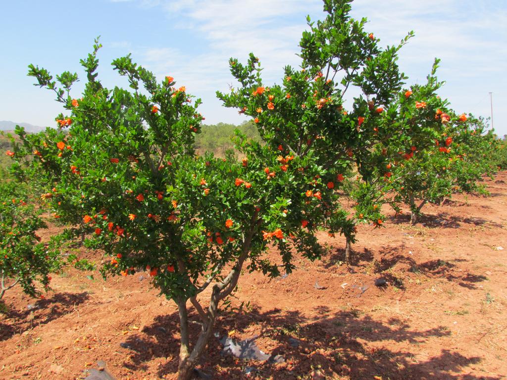 石榴树的养殖方法与注意事项,石榴树挂满石榴