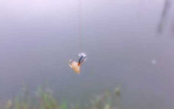 伏天如何避开小杂鱼,夏季如何避开小杂鱼