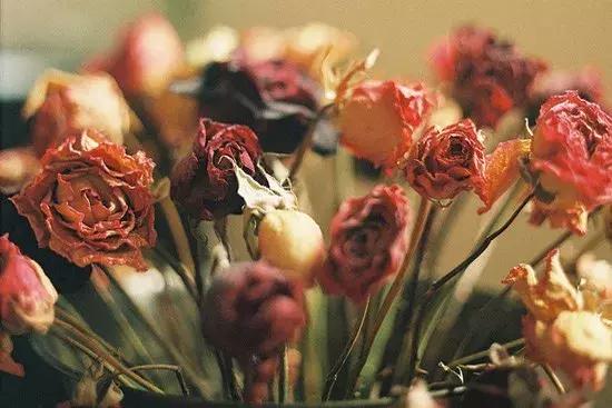 永生花制作方法视频直播,永生花插花制作方法