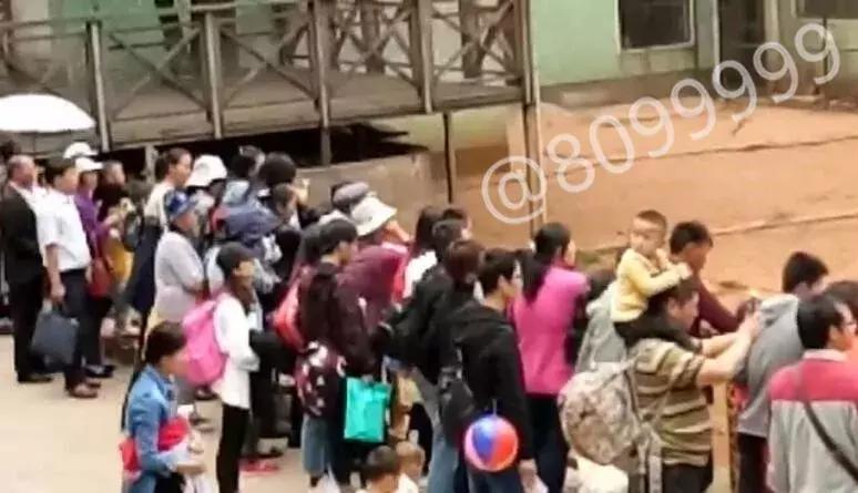 长颈鹿受伤倒地不起,长颈鹿海荣