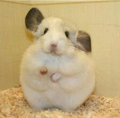 龙猫饲养，小白扫盲，爱护宠物，珍爱生命