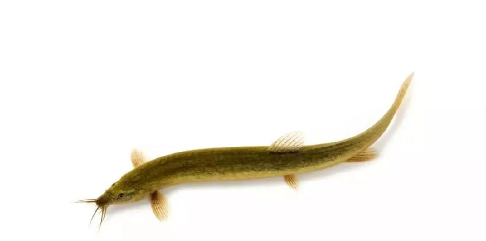 养泥鳅致富卖多少钱一斤,养殖普通泥鳅多少钱一斤