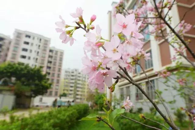 私立华联学院在全国的排名,私立华联学院是正规大学吗