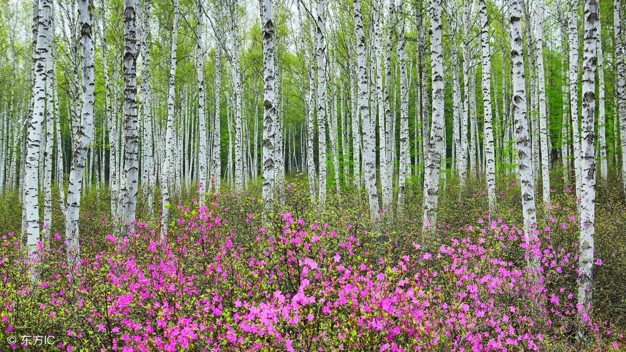漠河杜鹃花风景图片,感受漠河白桦林的气息和美景