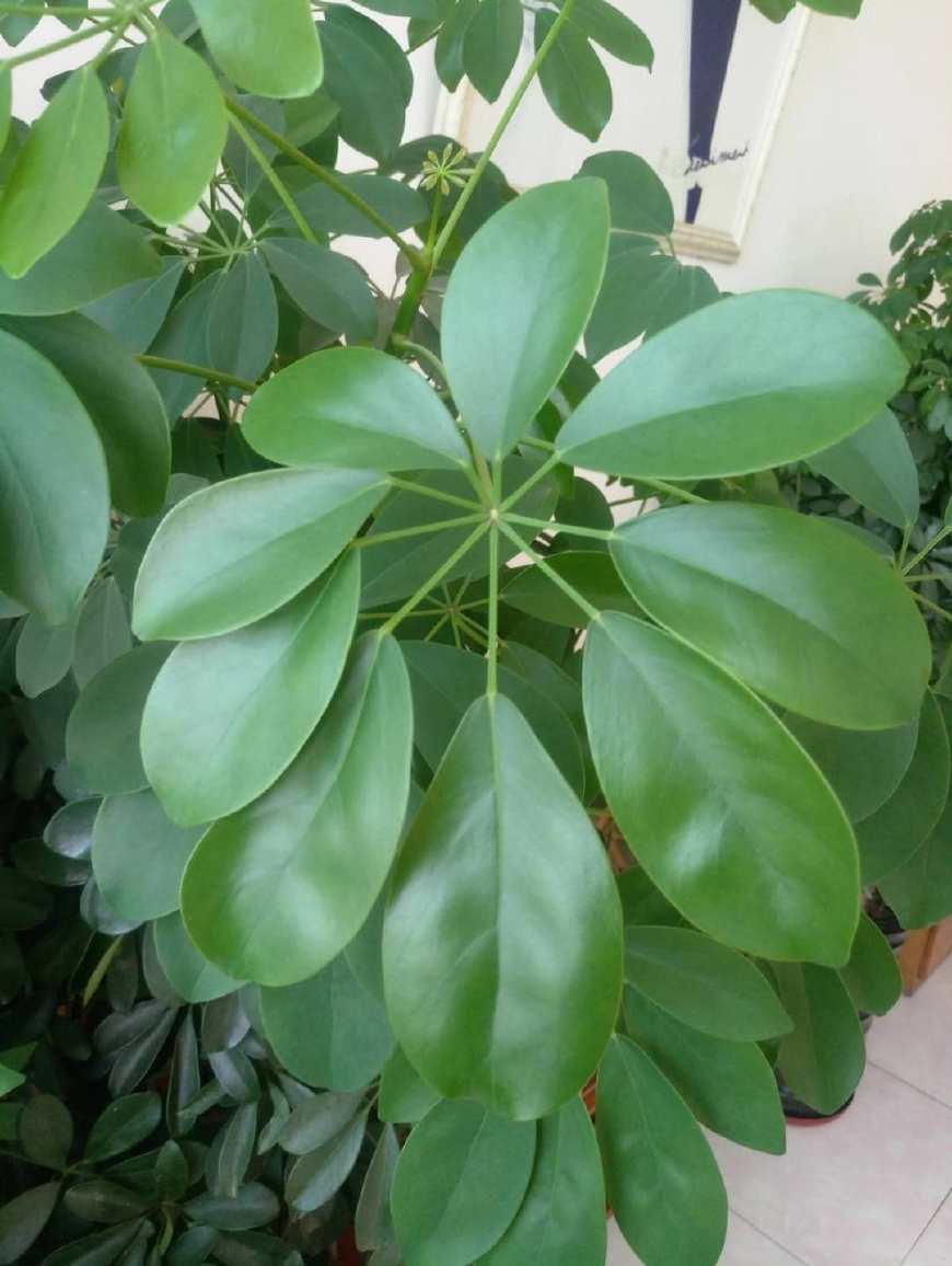 水培鸭掌木枝条，10多天没生根，可能是你忽略了这几点！