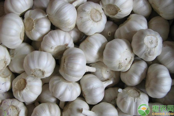 金乡大蒜2023大蒜价格今日行情,杰哥最新报价