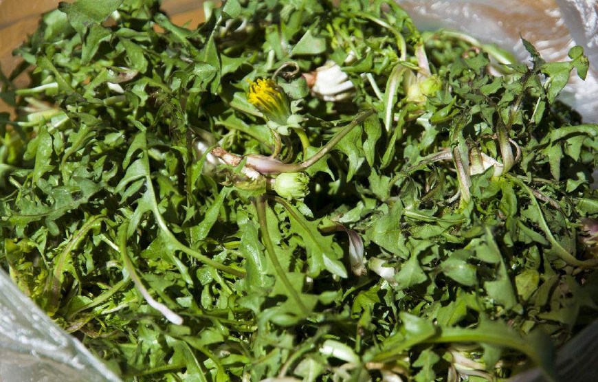 婆婆丁是蒲公英的别名,婆婆丁的学名是蒲公英吗