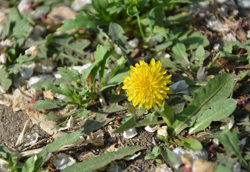 婆婆丁是蒲公英的别名,婆婆丁的学名是蒲公英吗