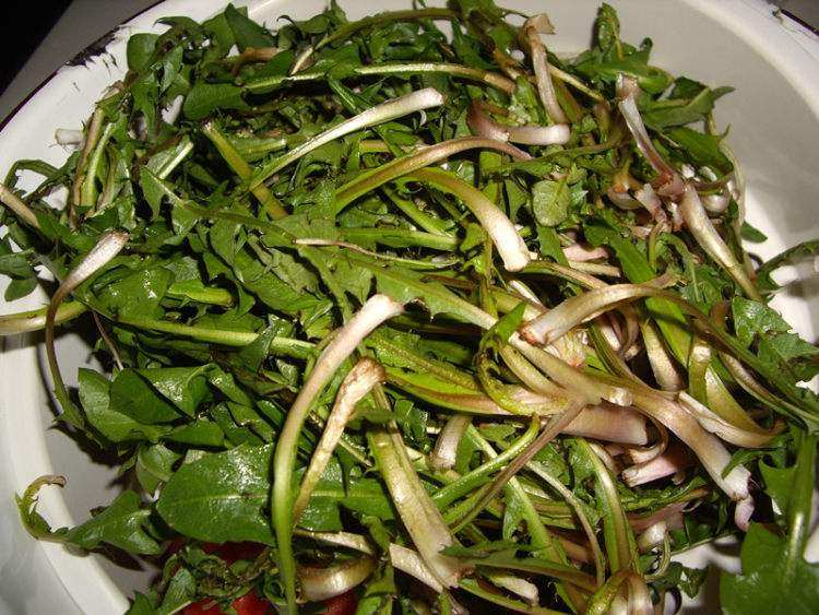 婆婆丁是蒲公英的别名,婆婆丁的学名是蒲公英吗