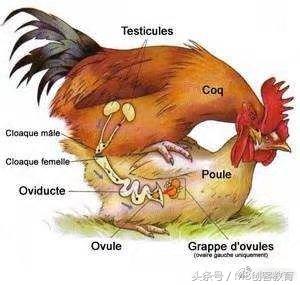 鸡蛋洗过的好还是没洗过的好,鸡蛋洗还是不洗