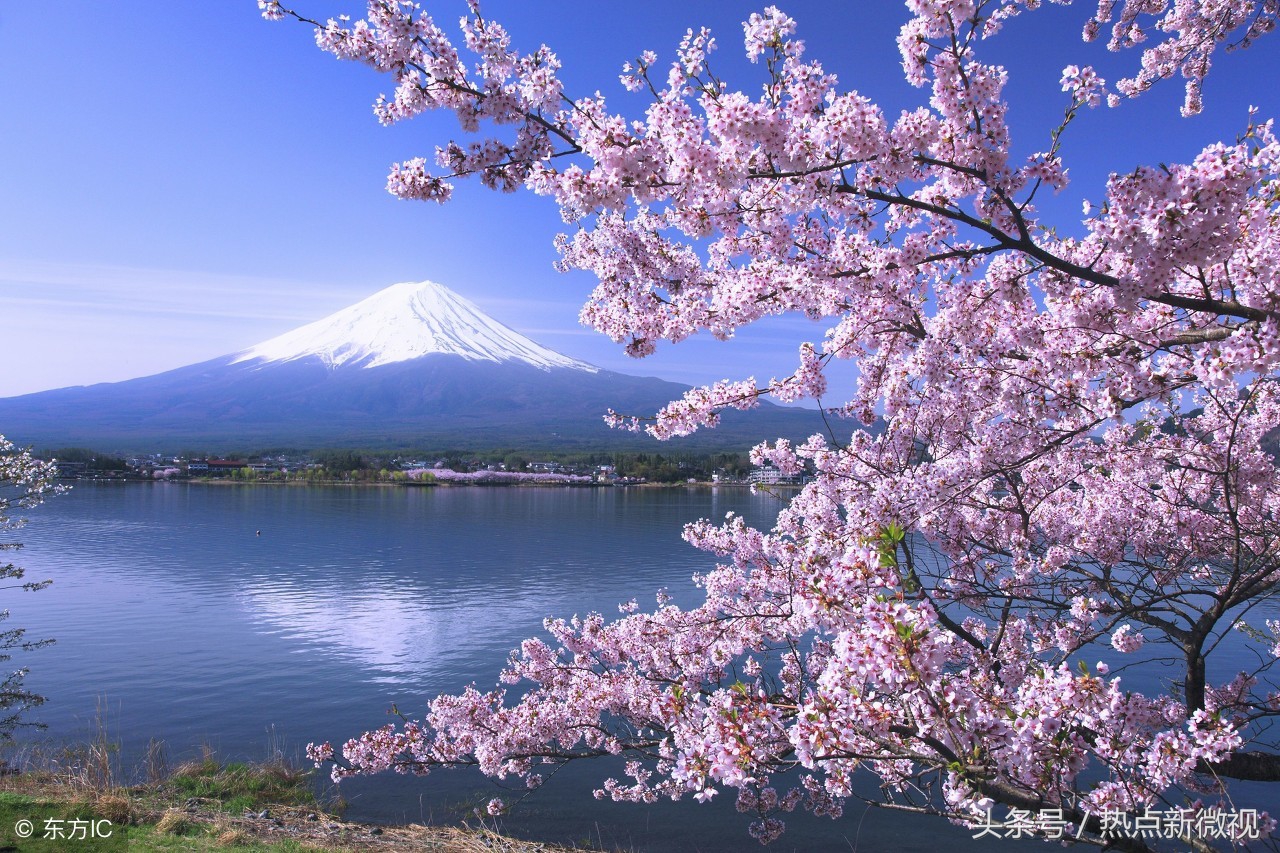 花语大全99种花语你需要了解,关于每种花的浪漫花语