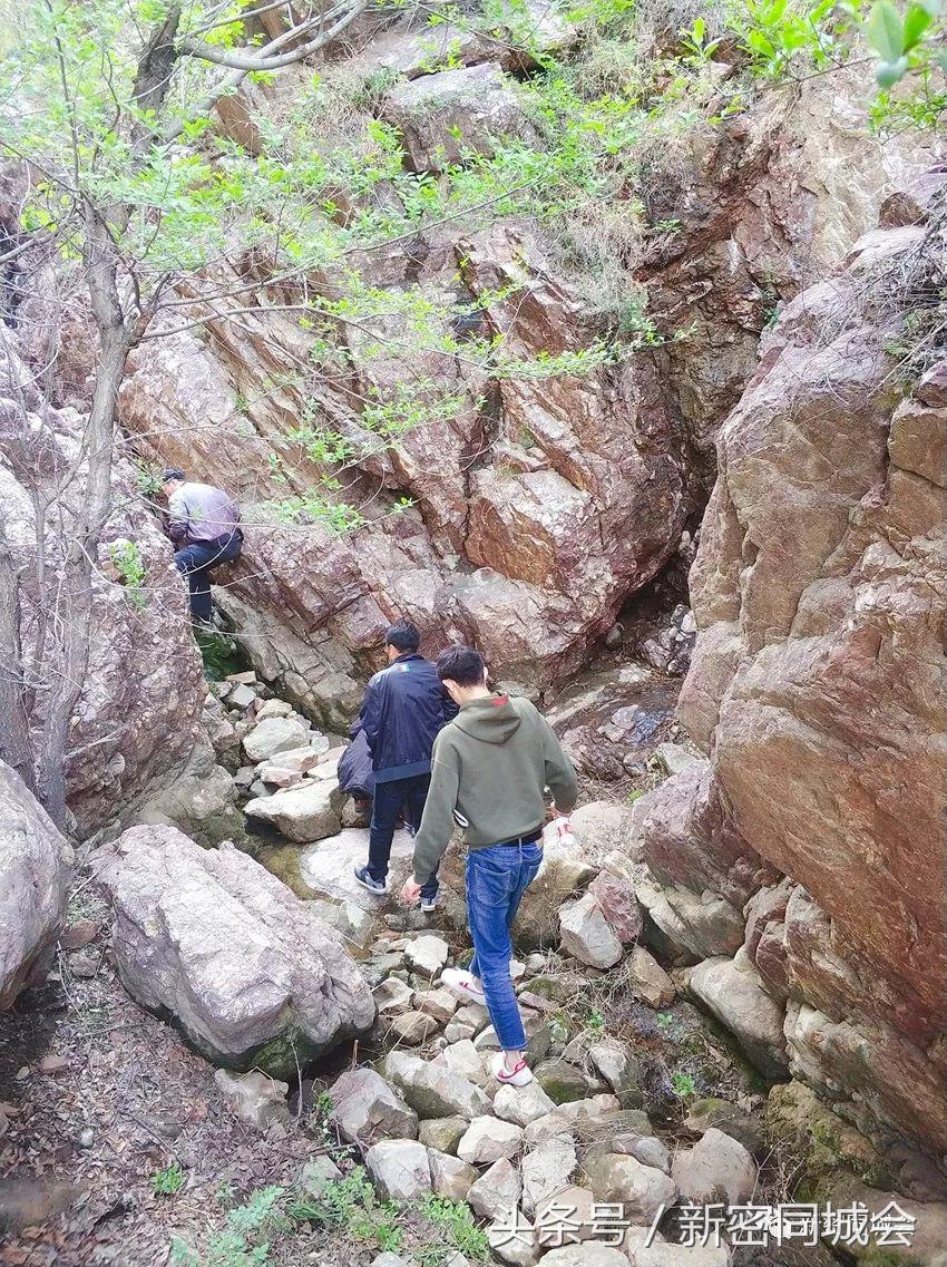 新密市九里山风景区摘槐花,新密超化九里山槐花林
