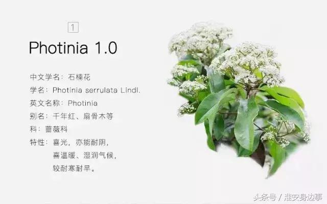 淮安市石楠花,淮安的石楠花