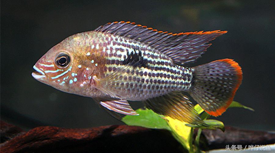 鱼缸里的三大贱客,鱼缸三大流氓鱼