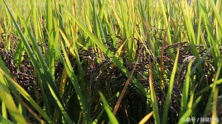 舌尖上的广西河池美食视频,被遗忘的舌尖上的美食