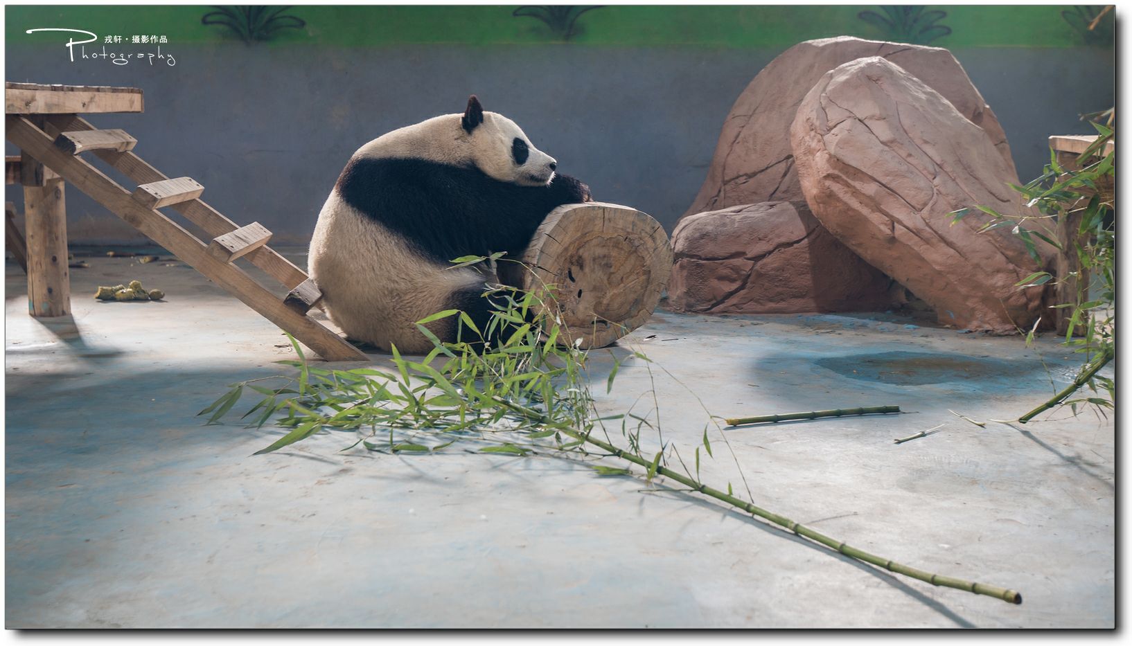 鍔ㄧ墿鍥悓瀹犳涔愬,鍔ㄧ墿鍥噹鐢熷姩鐗╃伅鍏夌