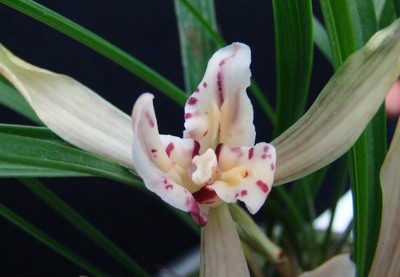 如何鉴别兰花的好坏和价值,发现买到假兰花怎么办