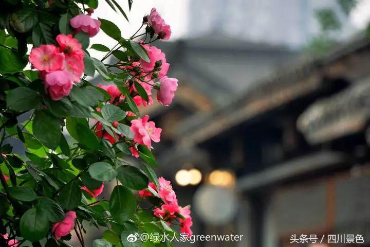 芍药成海，蔷薇满园！成都最快0.5h就到！赏四月的花不走远！