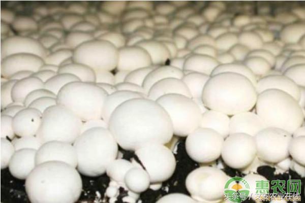 双孢菇的栽培配方,双孢菇高效栽培技术视频教程