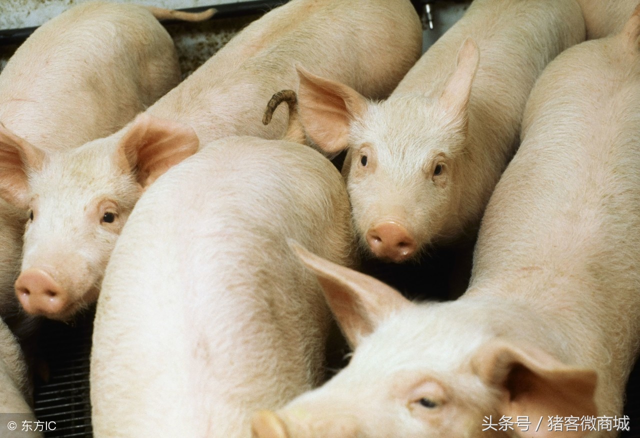 猪胃出血怎么治效果最好,赵辉养猪全集视频