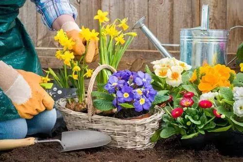 改善情绪、减轻疼痛,不妨试试园艺疗法!