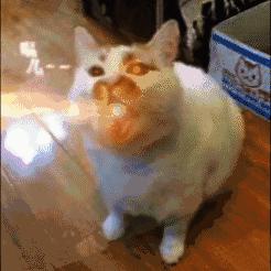 卢正浩梅家坞龙井属于什么档次的,天猫商家营销策略的未来发展趋势