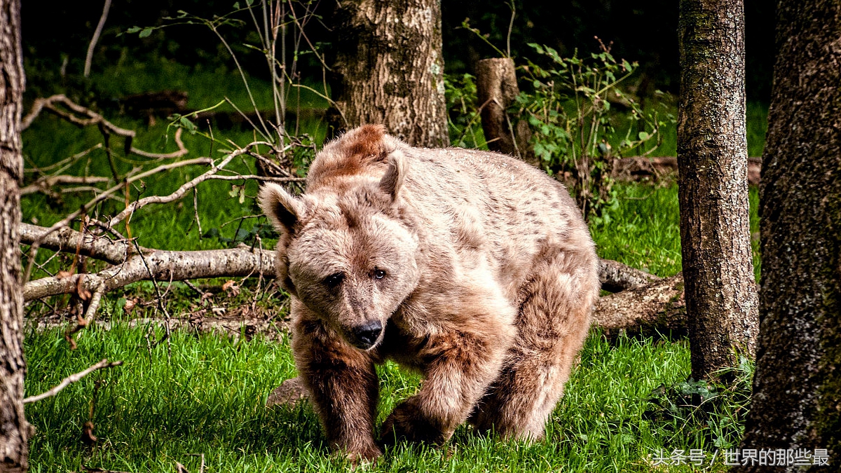 奥尼尔棕熊有多高,奥尼尔徒手能打赢棕熊吗