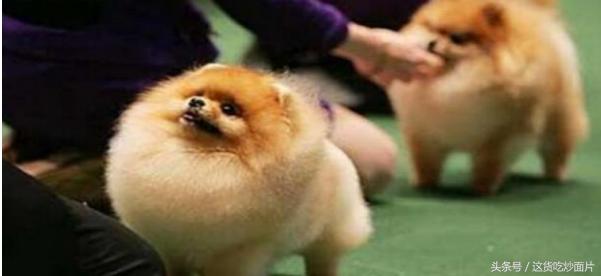 家里的博美太调皮如何训练,新手如何养博美犬图