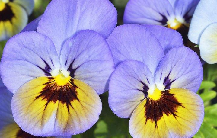 堇菜科堇菜属长萼堇菜,堇菜科堇菜属多年生草