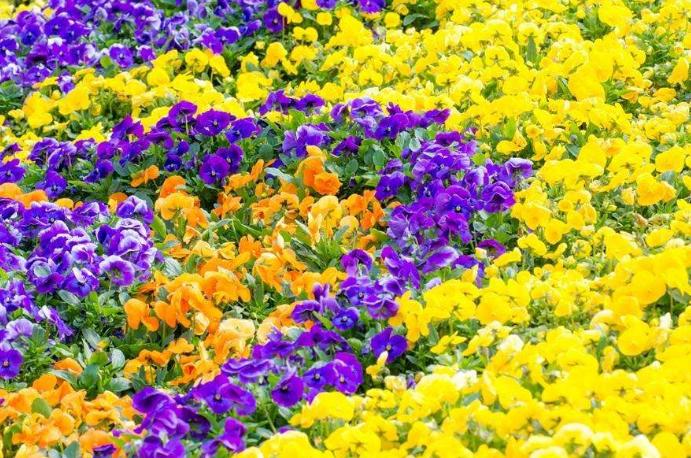 堇菜科堇菜属长萼堇菜,堇菜科堇菜属多年生草