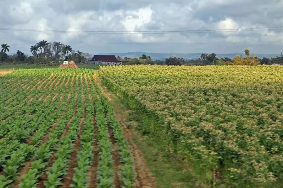 古巴的雪茄烟叶为什么这么特别,古巴雪茄烟种植