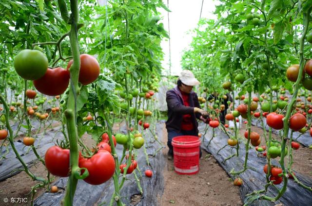 秘鲁人叫它狼桃，古人呼为六月柿、金橘，贵州人呼之为茅秀才……