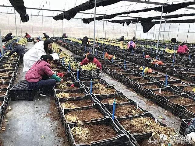 盐亭籍企业迈向国际｜卉菩园艺同荷兰客商签订1200万合作协议