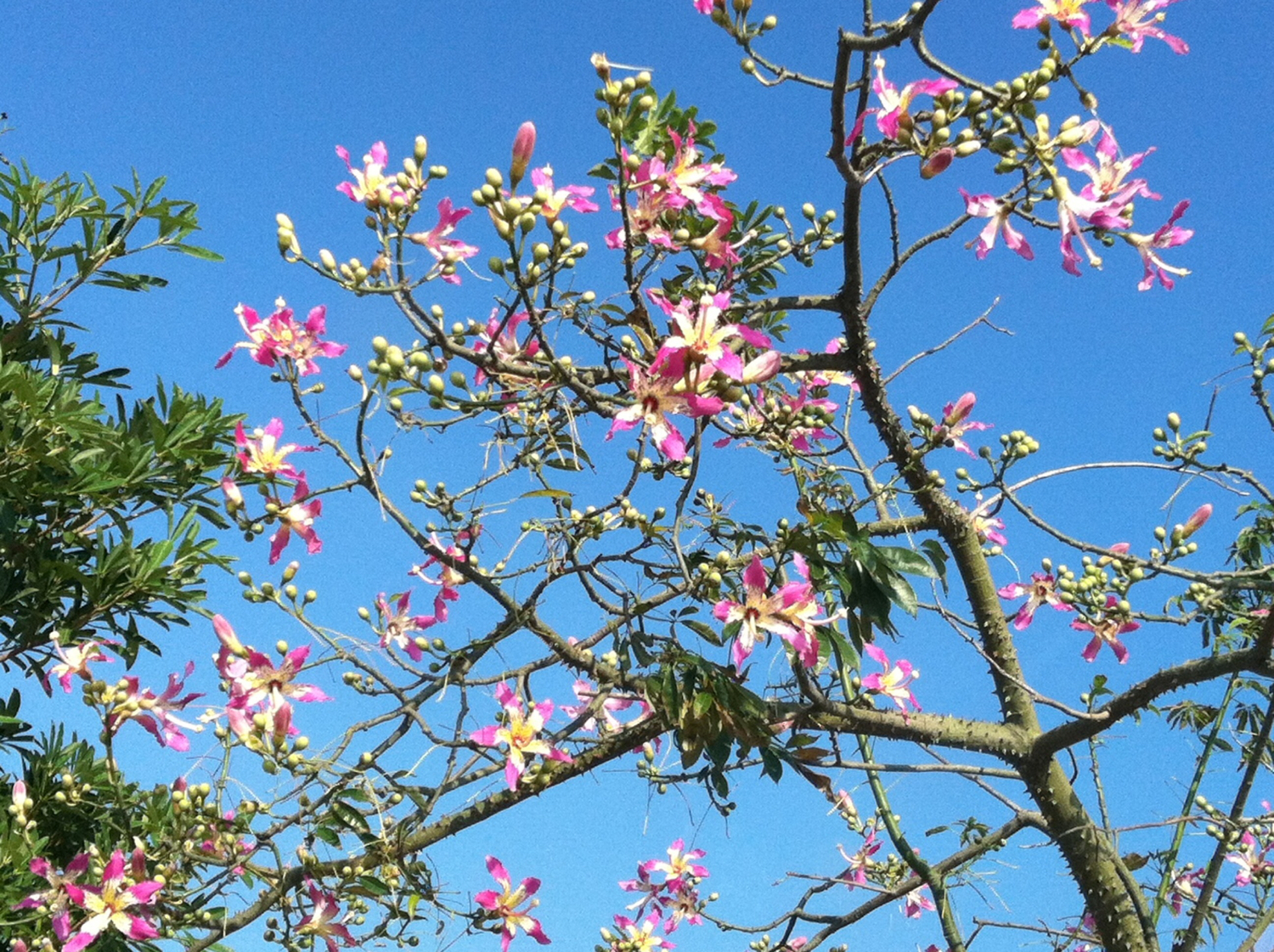 独门秘技巢虫防治新技术,独门秘技全集视频