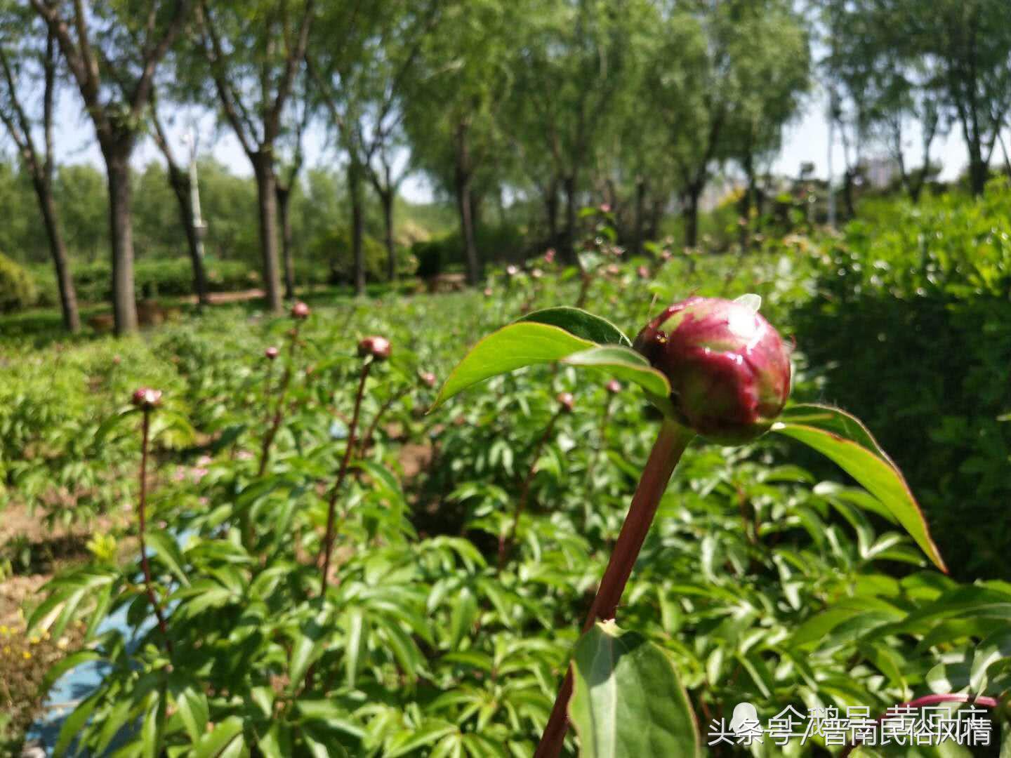 鄢陵花博园花卉节,许昌鄢陵花博园芍药节
