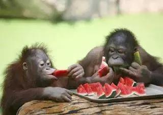 怎么克服美食的欲望,怎么克服饥饿的欲望