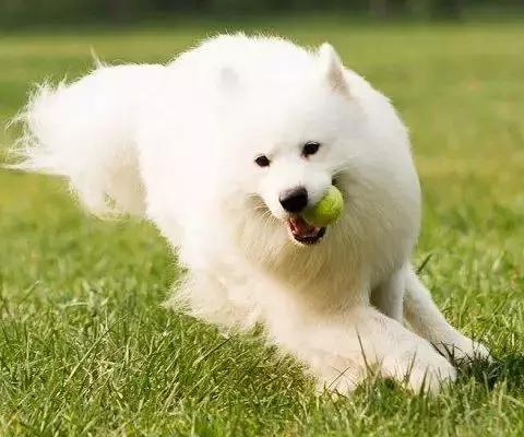 怎么克服美食的欲望,怎么克服饥饿的欲望