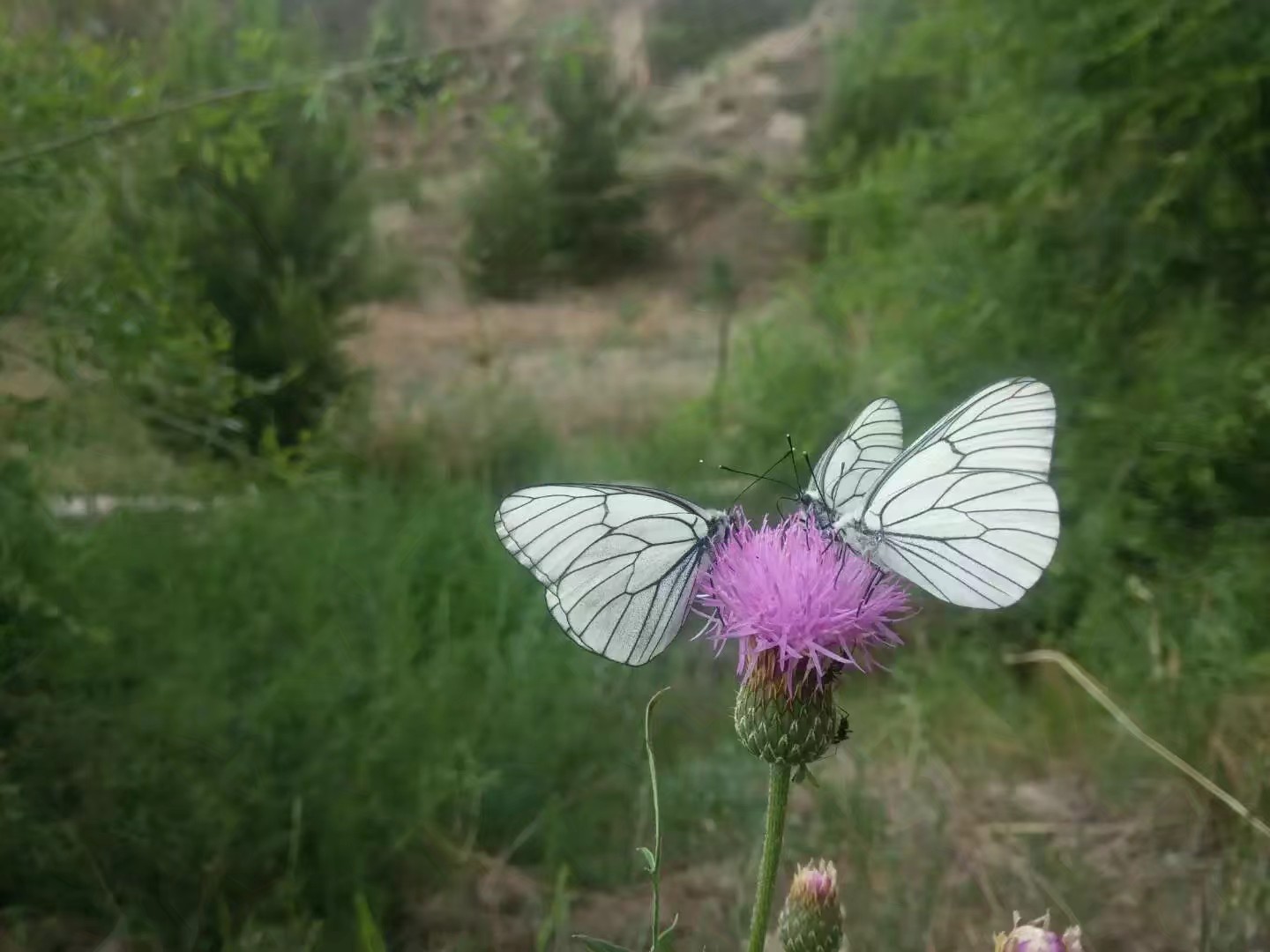 自驾车赤峰到通辽多远,骑行内蒙古331国道