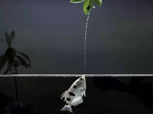 有什么样子奇特的观赏鱼,世界十大奇特的观赏鱼