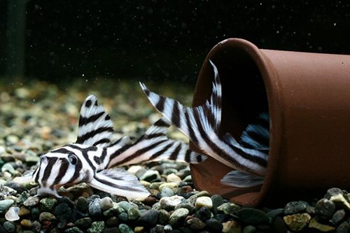 有什么样子奇特的观赏鱼,世界十大奇特的观赏鱼