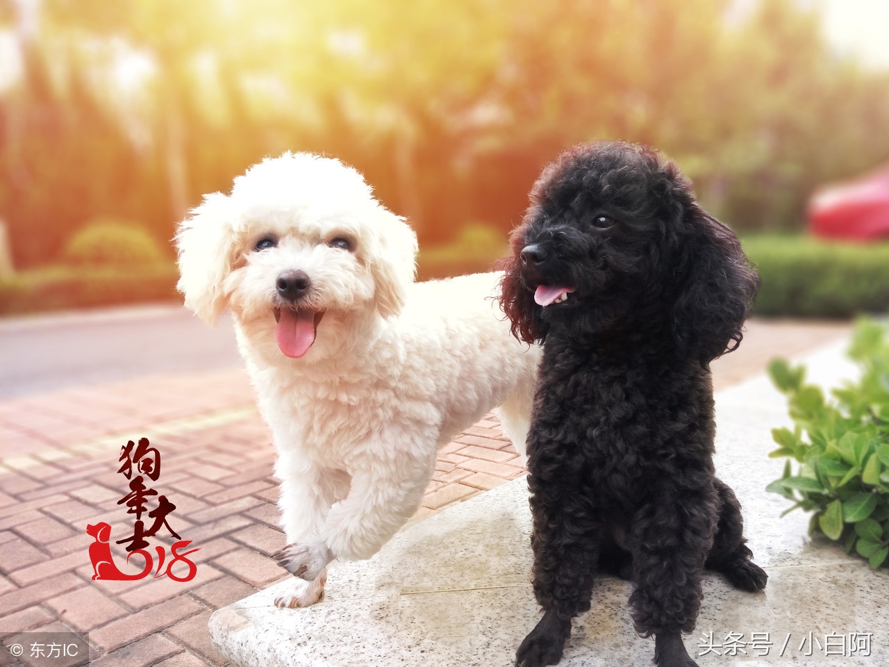 饲养泰迪犬的9大致命错误,饲养泰迪犬的错误方法你知道几个