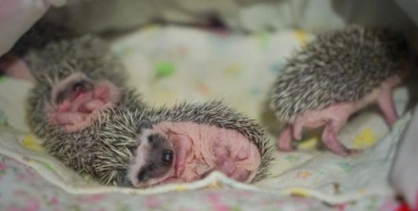 家里养刺猬对风水有什么影响,养刺猬的体验